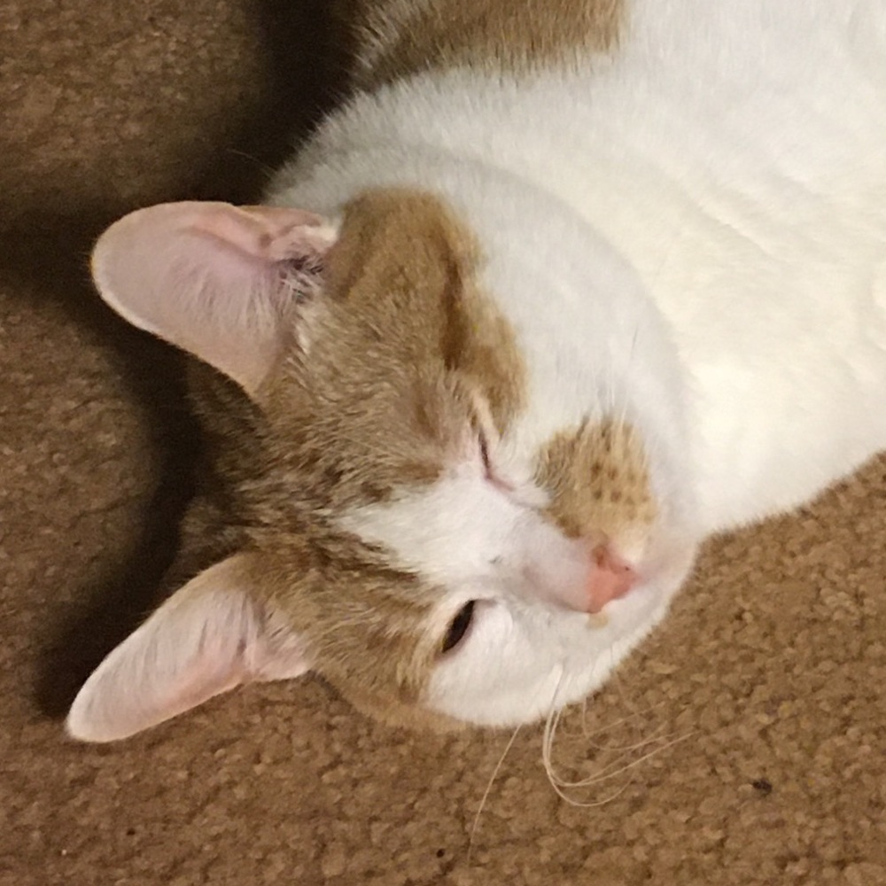 Meet your Posher, Dominique